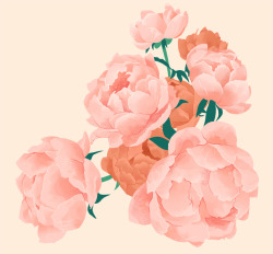 adarasanchez:Peonies.