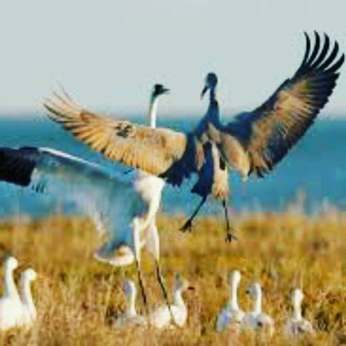 Behold the tallest bird in North America! adult photos