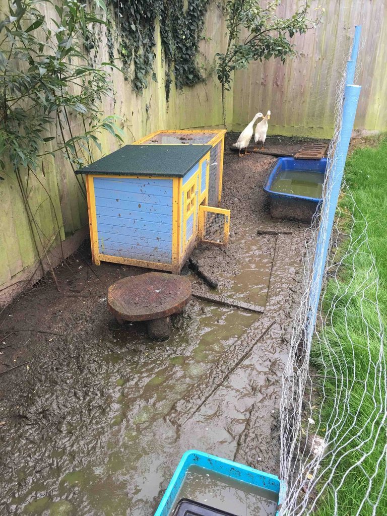 please help. how can we stop out chicken/duck area turning into this pile of mud?? http://ift.tt/2cybxAO