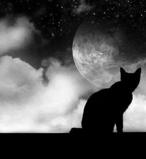 Cats W & B