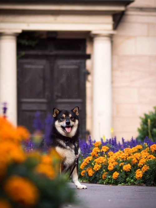 japanese dog