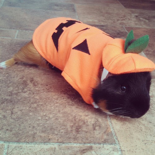 armorplatedcar:  Piper’s Halloween costume.