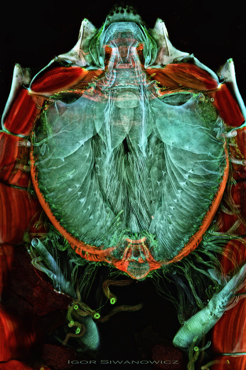 mucholderthen:Micrographs by Igor SiwanowiczBio-jet engine: the gill chamber of the dragonfly nymphM