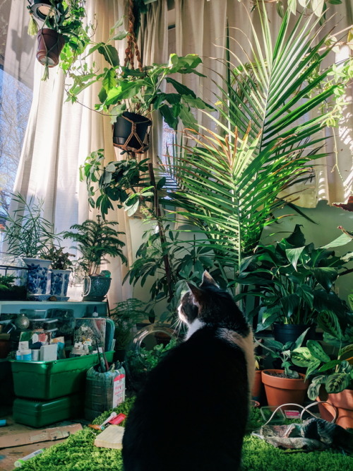 Most of the plants on my balcony have gone dormant for the winter and it’s too cold to go out 