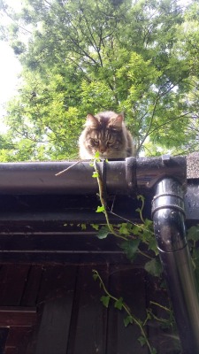 broccolisexual:  We heard meowing but couldn’t see where it was coming from @mostlycatsmostly