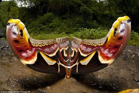  World’s Largest Moth Photographer, Sandesh Kadur, captured this image of the world’s