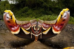  World’s Largest Moth Photographer, Sandesh Kadur, Captured This Image Of The World’s