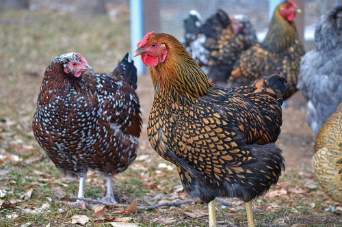 idess: Took some photos of our flock yesterday :3 It was pretty cold so I got a lot of cute fluffed