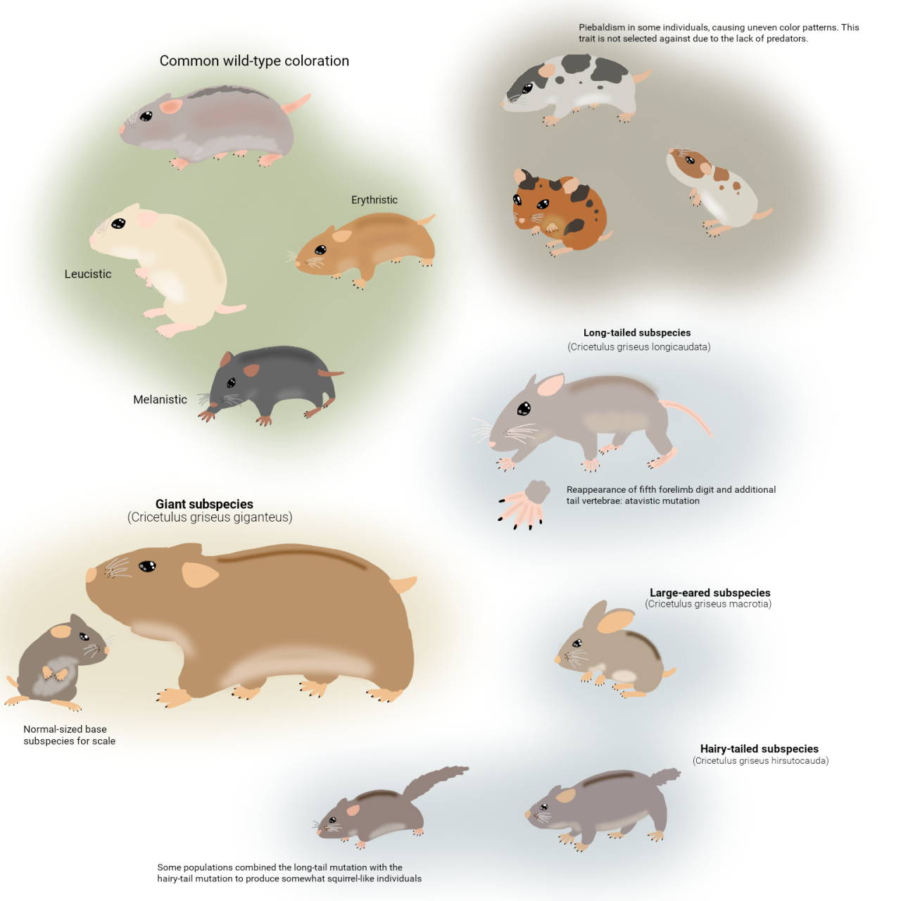 ceo of hamster evolution — The Early Rodentocene: 1-5 million years