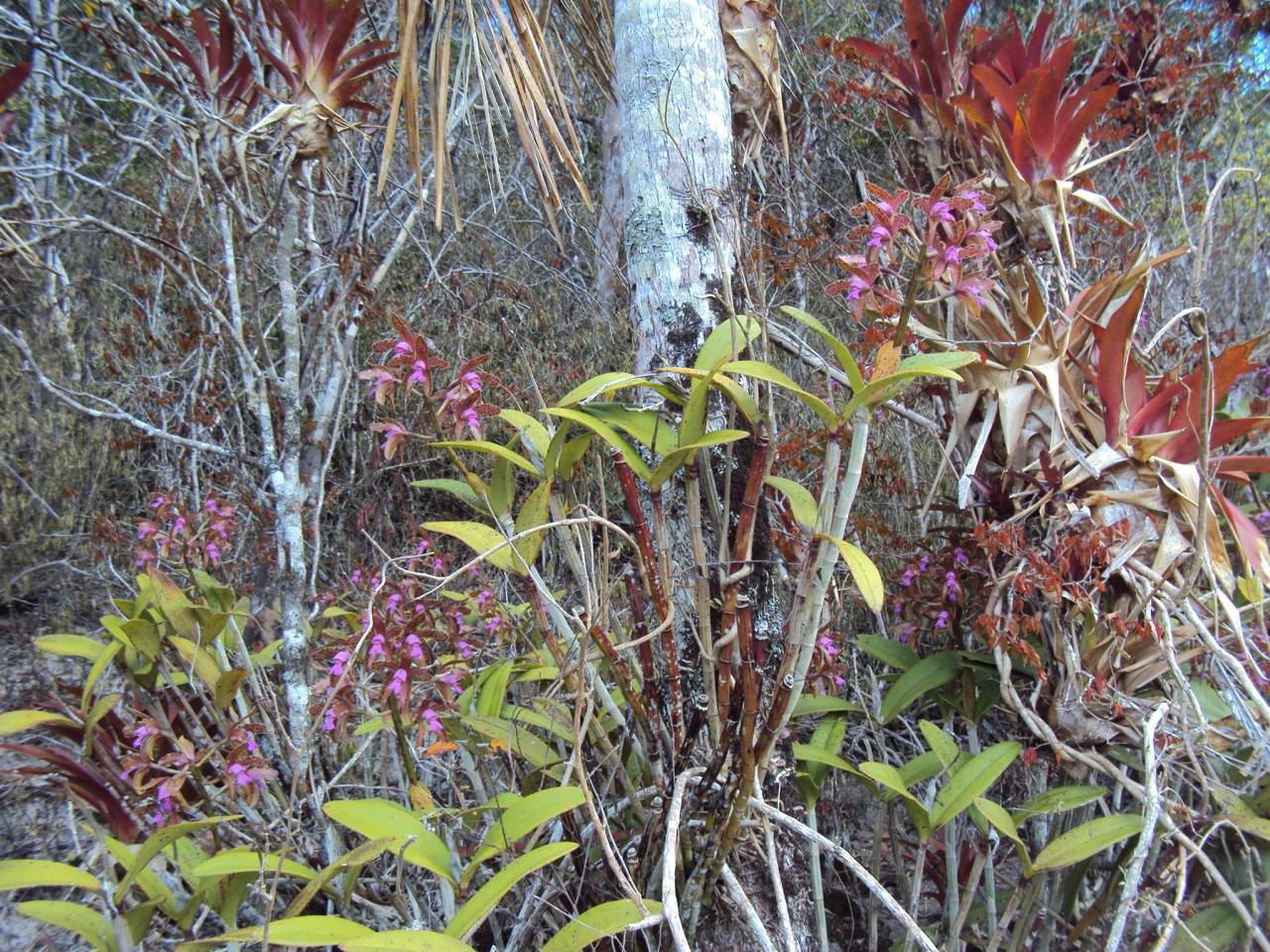 Cattleya guttata in situ.
Orchidaceae: Laeliinae.
By Reginaldo Vasconcelos.