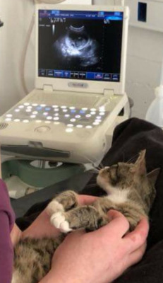 sirfrogsworth:  I know that there is no way a cat can comprehend what an ultrasound is. I realize there is no way to communicate that she is with child. And yet…SHE KNOWS.[ reddit ]