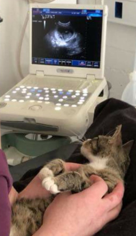 sirfrogsworth: I know that there is no way a cat can comprehend what an ultrasound is. I realize there is no way to communicate that she is with child.  And yet… SHE KNOWS. [ reddit ] 