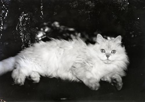 Check out zombiegotham.tumblr.com for an amazing photo everyday. Fierce vintage cat photo is fierce 