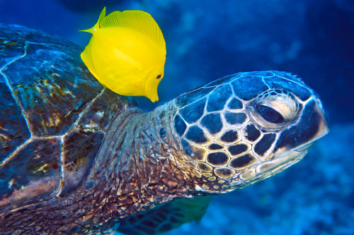 princessailorscout:  nubbsgalore:  photos by mike roberts, masa ushioda, peter liu and doug perrine of green sea turtles being cleaned by yellow tangs, goldring surgeonfish and saddle wrasse. by feeding on the algea and parasites which grow on the turtle