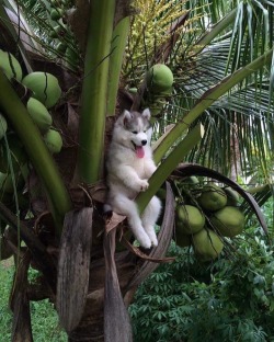 animal-factbook:  Huskies can only grow on trees under extremely cold conditions. That is why they serve as excellent sled dogs in the snow and can endure extreme cold weathers. 