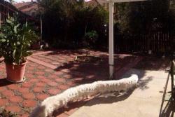 babyanimalsdaily:  Dont take a panorama picture