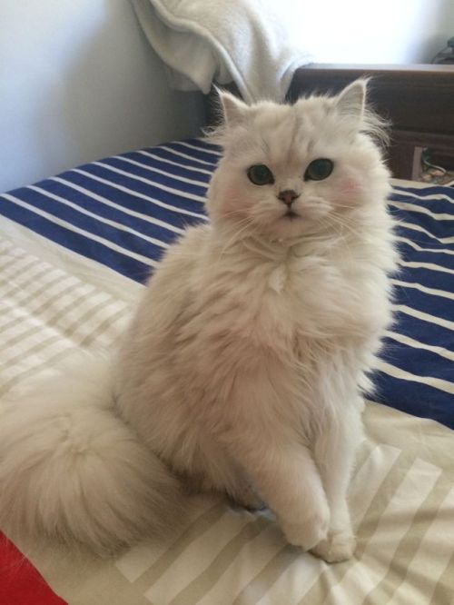 ohmanfatcats:  animalsdancing:  Sushis “I’m about to attack you” face  This kitty looks like it’s wearing blush 