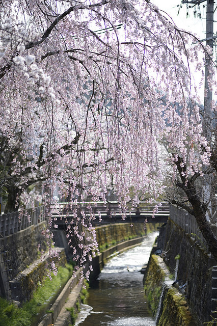 20140419 Takayama 4 by BONGURI on Flickr.