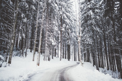 elenamorelli:  { trees and the snow }