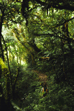 jonahreenders:  The Monteverde Cloud Forest. By: