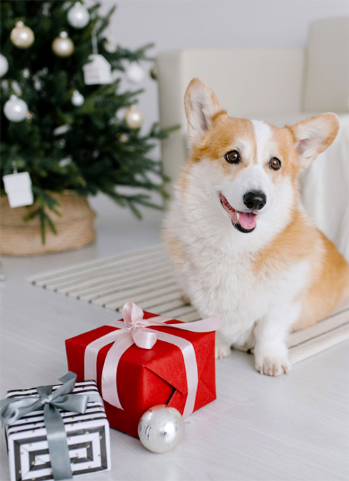 Santa Corg(i) Is Comin’ to TownSeasons Greetings from The Crown TV and Merry Woofmas from Honey the 