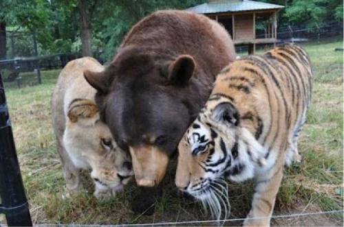 carry-on-my-wayward-butt:  herefortheholidays:  A lion, tiger and bear recovered in a drug bust in 2001 have been living together ever since at an animal rescue center near Atlanta. Leo, Shere Khan and Baloo are like brothers; caretakers say separating