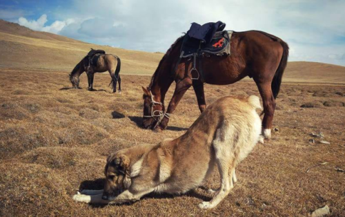 livestockguardiangod: Alabai with horses in Kyrgyzstan, source.