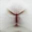 traditionalbreedingbimbobunny