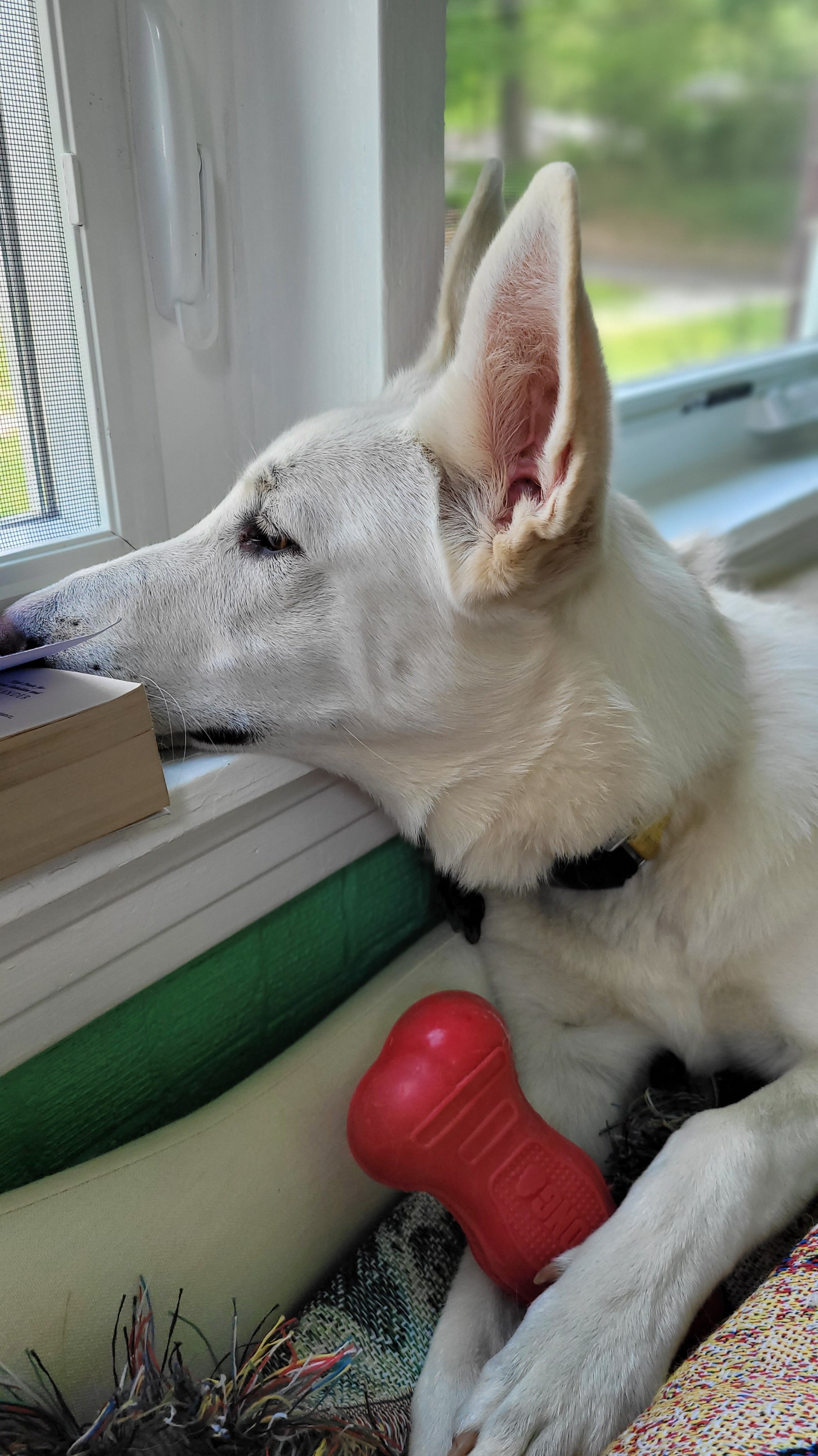 katiiie-lynn:Hanging out in the reading room today and the pups joined me per usual