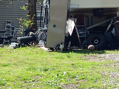 Neighborhood Cats (I)
