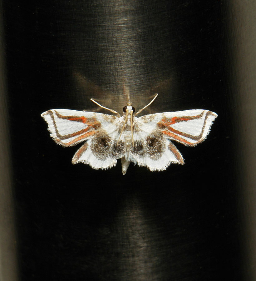 Lygodium Spider Moth