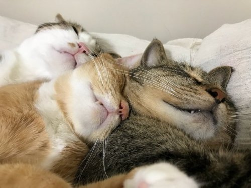 yournewfriendshouse:cat stack! cat stack! cat stack!