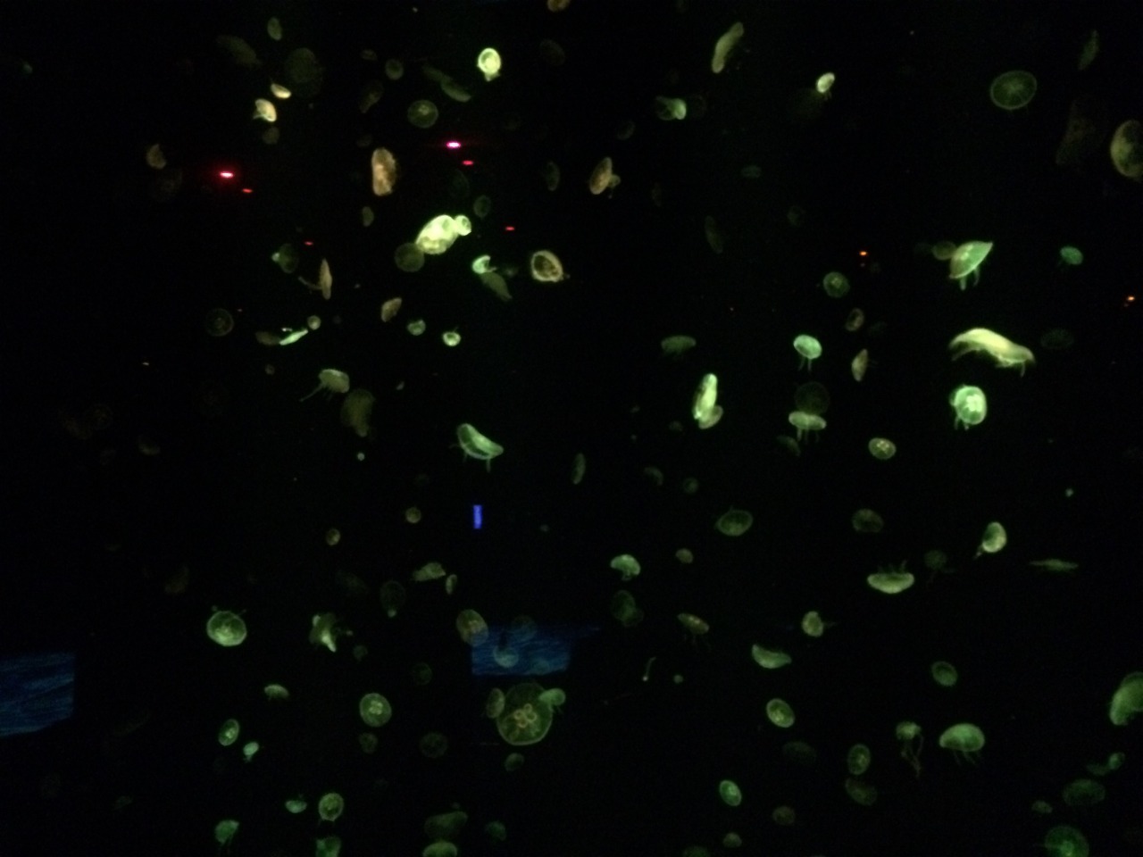 mtvcalum:  under the sea