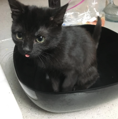 kdotjay-draws-and-reblogs: sindri42: High quality content. black cats giving me high quality bleps i