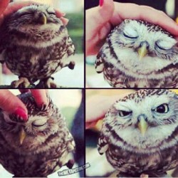 purnonymous:  #Owls #Sexy #Instagood #Instamood