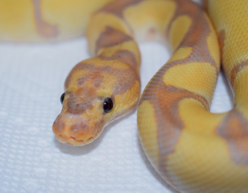 Some adorable Ball Pythons I work with at P.T. Reptiles. 1: Black Pastel Banana 2: Banana Clown 3: P