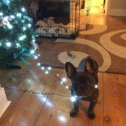 awwww-cute:  Xmas puppy problems