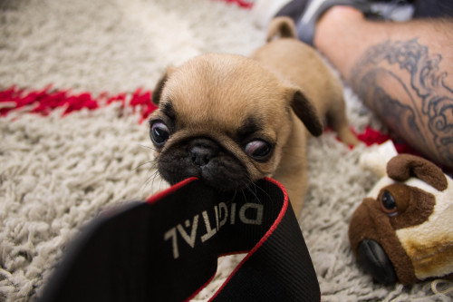 debloodyfresh:  Jobe the pug 