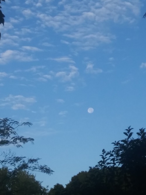 fearthrillart: There she is!! There she is!!!! Image Description: Two photos of the moon above a tre