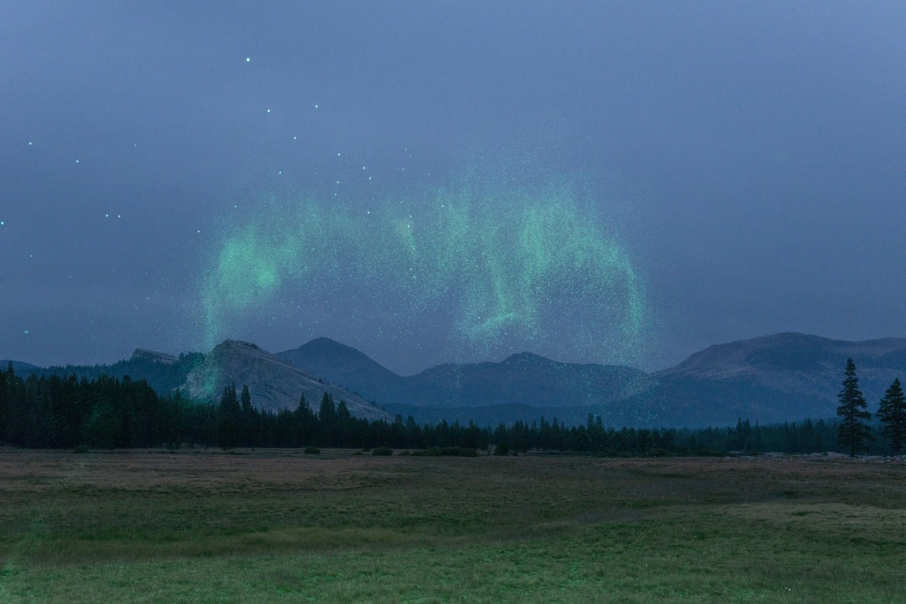 lafilleblanc:  Inka &amp; Niclas Lindergård Becoming Wilderness, 2013-2014 