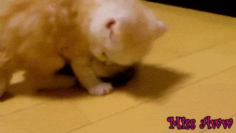 catsdogsgifs:  http://catsdogsgifs.tumblr.com/