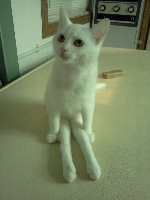 www.facebook.com/TripTheChKitten/This is Yoga, a paraplegic cat. If she doesn&rsquo;t ma