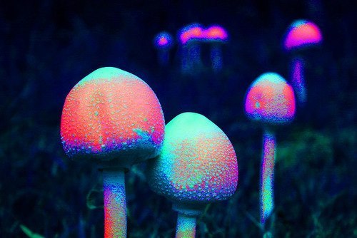 feedthembitches:  ” Shroom, shroom, lsd, mescaline, alot of weed, and don’t forget the THC, molly n DMT ”  
