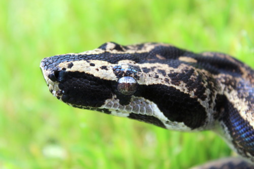 Freshly-shed, and ridiculously shiny.Jambi, 2015 Peruvian Long Tailed boa (Boa c. longicauda)