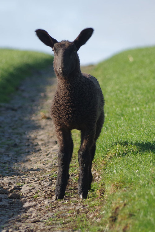 Look at this beautiful, lithe creature. Such long legs! Who knows what demonic devilment he may be p