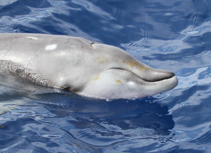 a juvenile Blainville’s beaked whale (Mesoplodon densirostris), Kona, Hawaii.
The rows of “dots” on the head are caused by the suckers and hooks on the tentacles of squid, their primary prey
• photo by Amy Van Cise