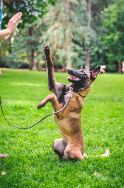 theseinconvenientfireworks:  Fly! The cutest puppy ever, owned by   Instinct K9. 