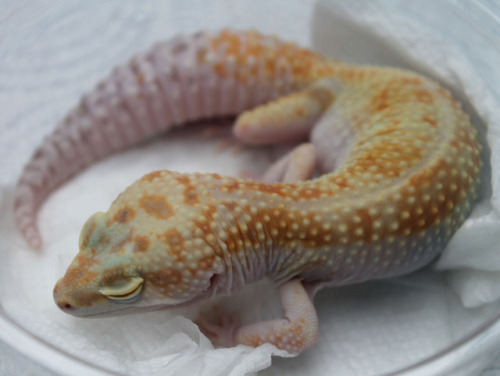 lunationgeckos: Some new additions arrived on Tuesday.  Thank you, @celestial-geckos for entrus