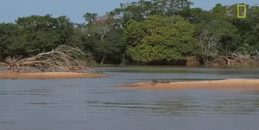 sixpenceee:Jaguar attacks crocodile (video) Impressive stalking skills. The jaguar