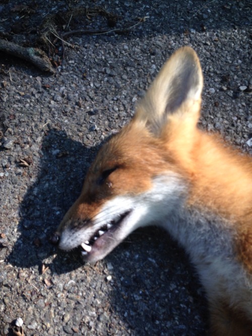 knuxtiger4: Very rare find this morning right before work, a what I presume is a yearling vixen I fo